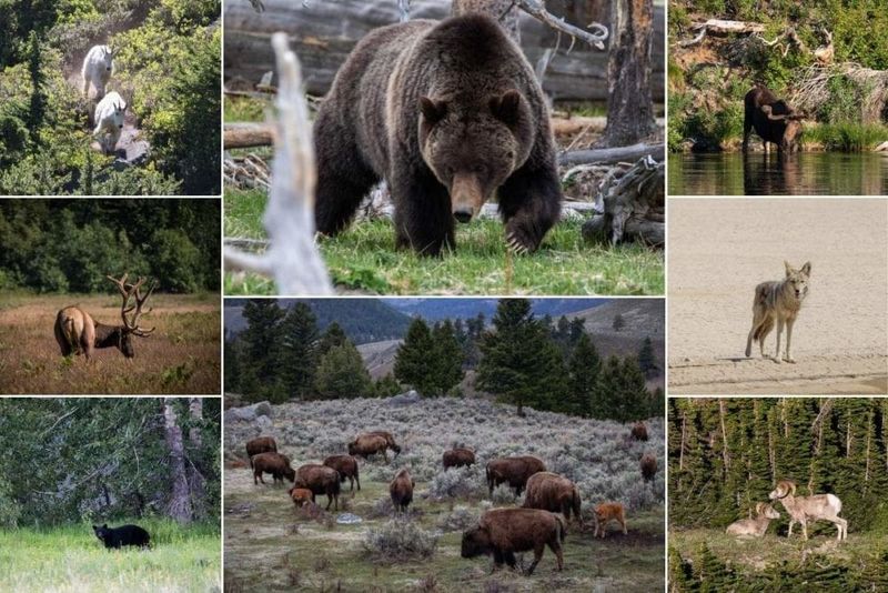 Wildlife and Nature Experiences