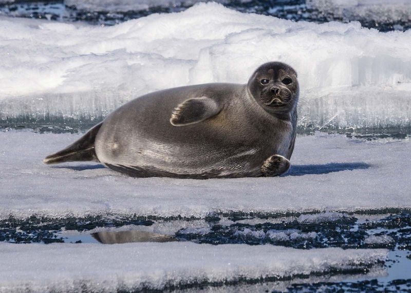 The Only Freshwater Lake with Seals