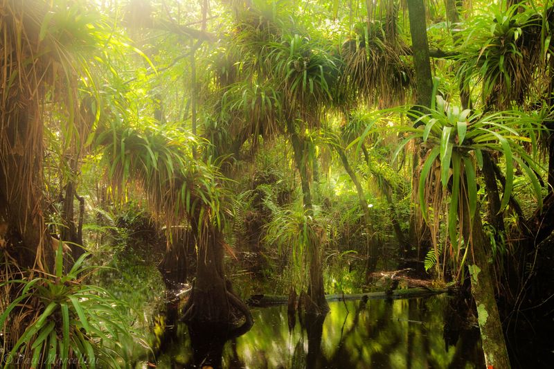 Fakahatchee Strand Preserve State Park