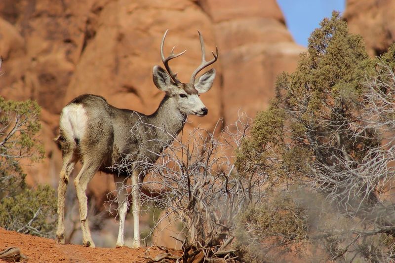 Rare Desert Wildlife Encounters