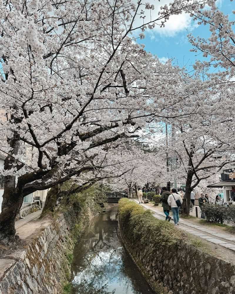 Philosopher's Path During Tsubaki Hajimete Hiraku (First Camellia Blossoms)