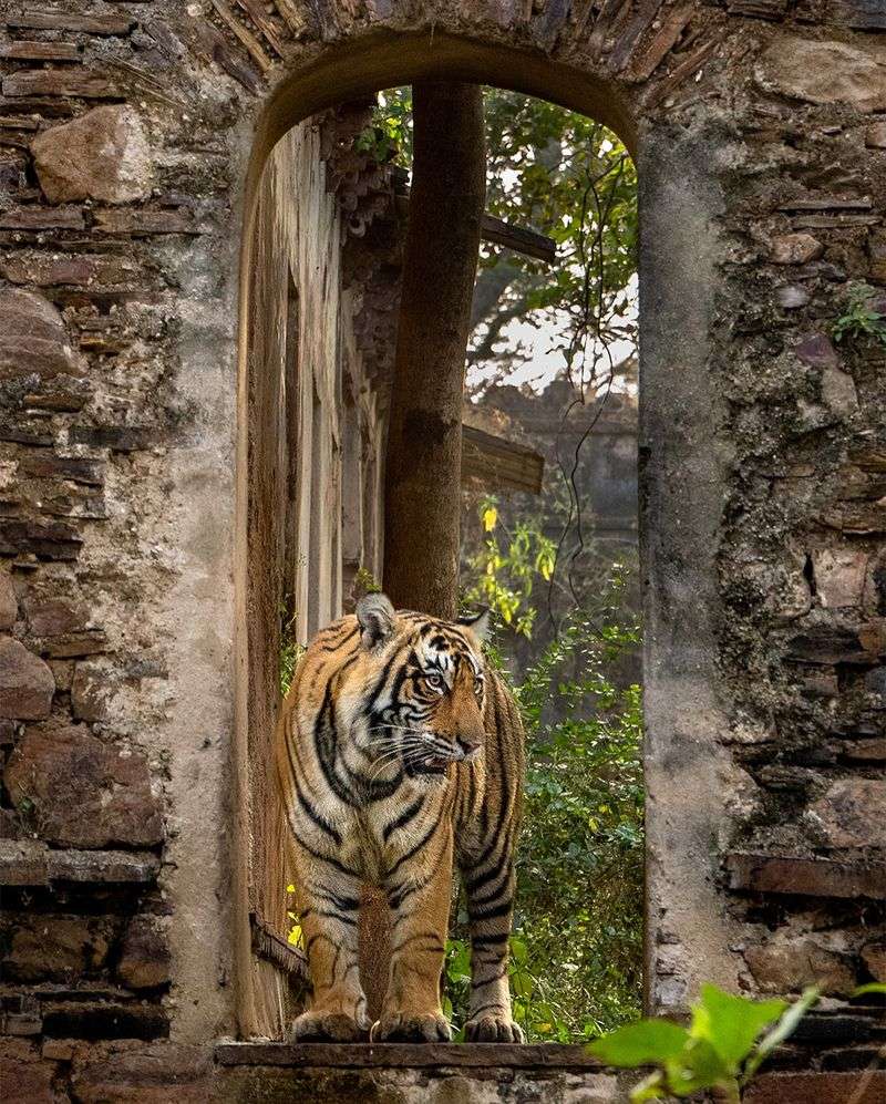 Ranthambore National Park - Where Royal Tigers Rule Ancient Ruins