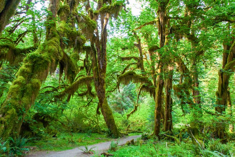 Hoh Rain Forest
