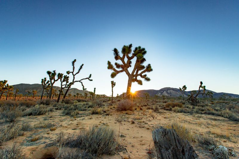 Joshua Tree National Park, California – Desert Dreams