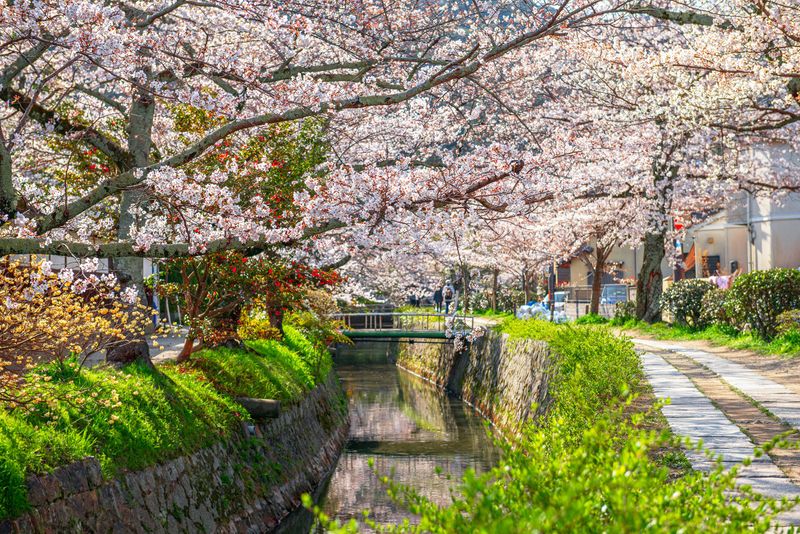 Cherry Blossom Viewing in Kyoto