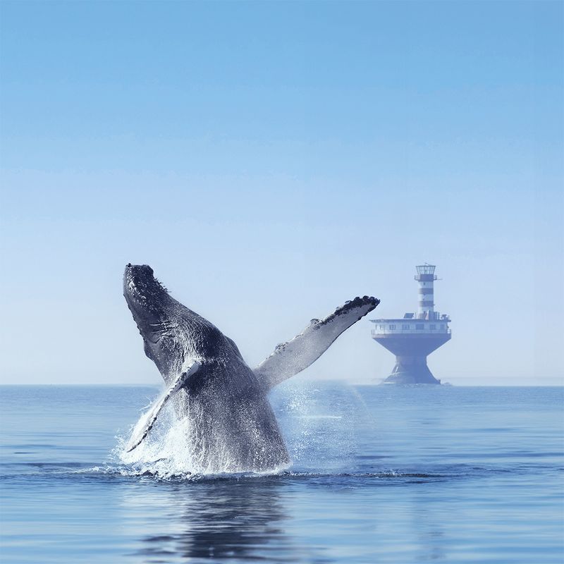 Whale Watching in Tadoussac