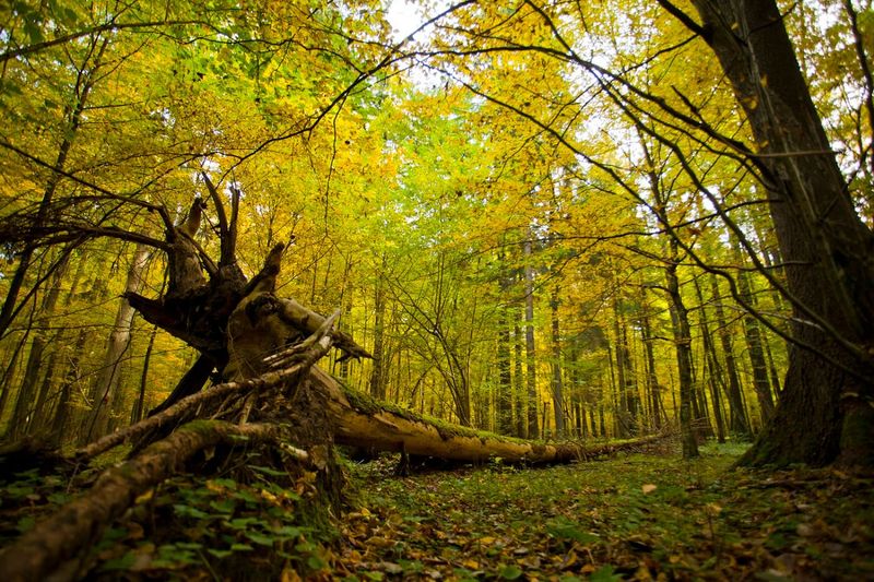 Białowieża Forest