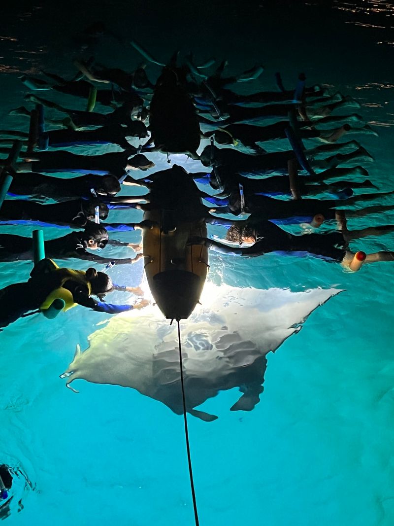 Snorkeling with Manta Rays