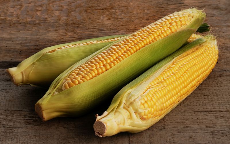 GMO Sweet Corn