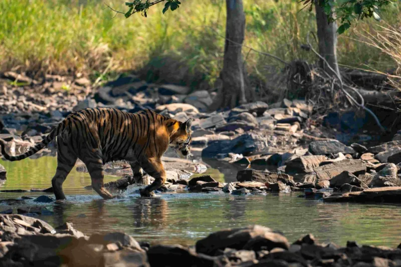 Panna National Park - Tigers Reborn from Extinction