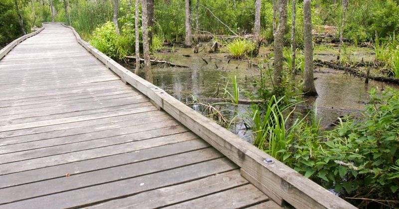 Goose Creek State Park Adventures Await