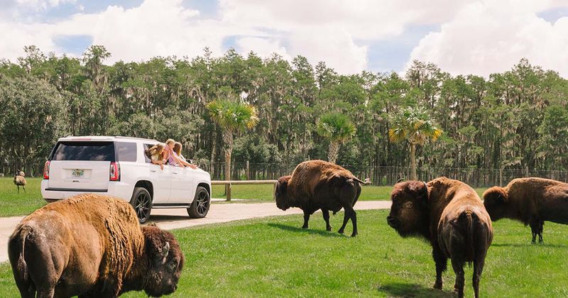 Wildlife Safaris (Yes, in the U.S.!)