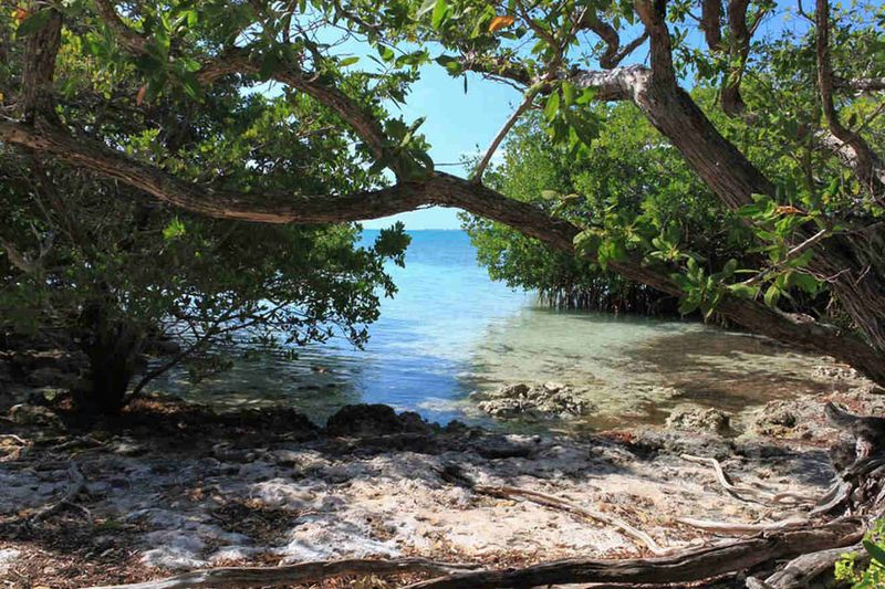 Lignumvitae Key's Pristine Shoreline