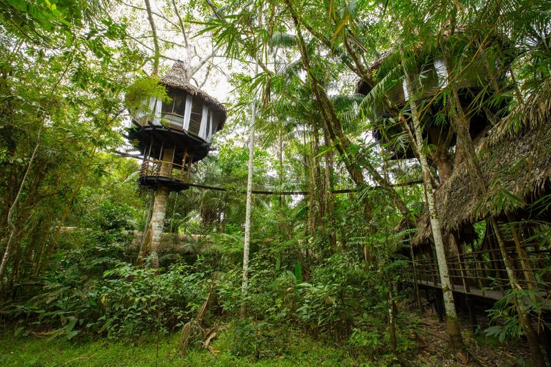 Jungle Lodge Platform