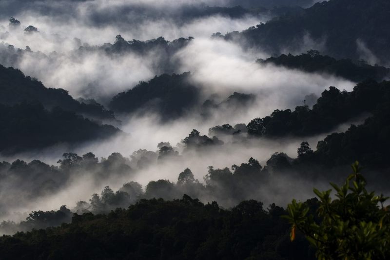 Silent Valley National Park, Kerala