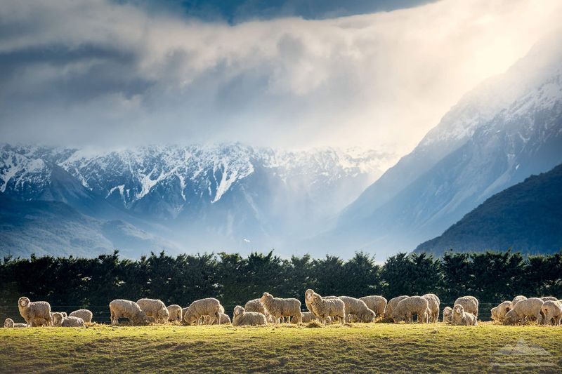 New Zealand