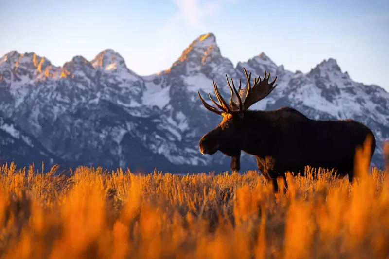 Iconic Wildlife Watching