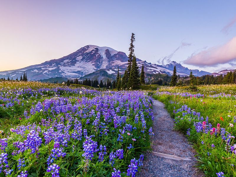 Mount Rainier National Park, Washington