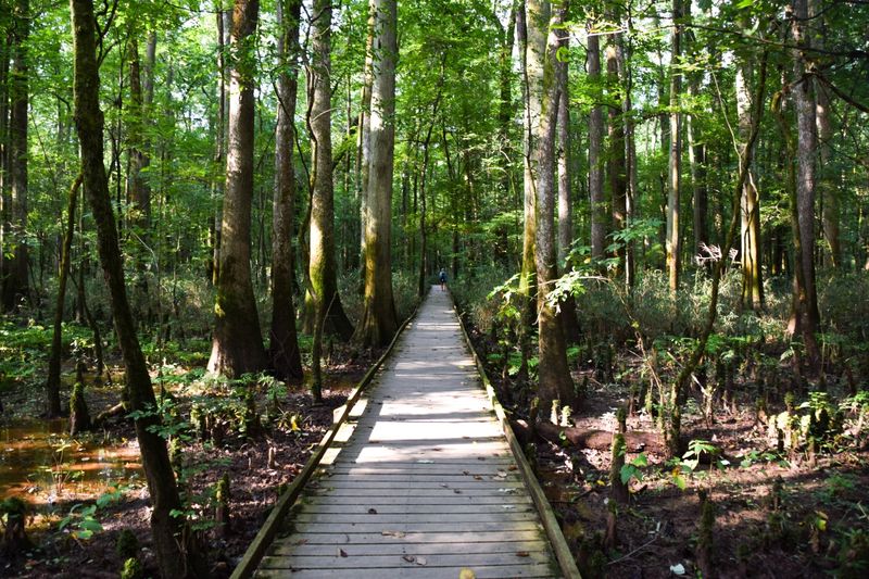 Congaree National Park, South Carolina
