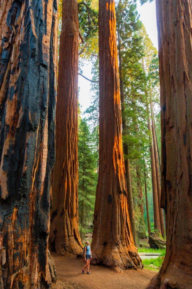 Sequoia National Park