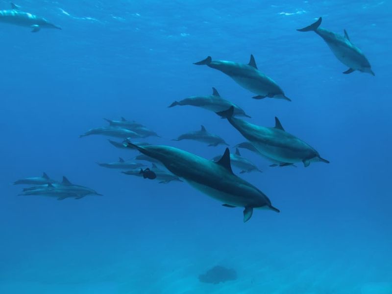 Fernando de Noronha, Brazil - UNESCO Paradise