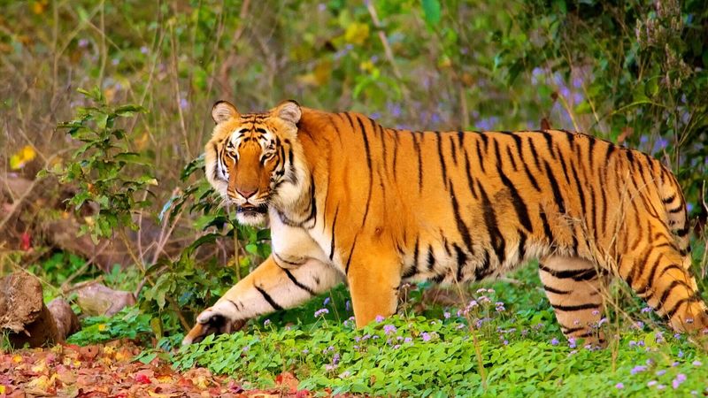Corbett National Park - India's Oldest Tiger Reserve