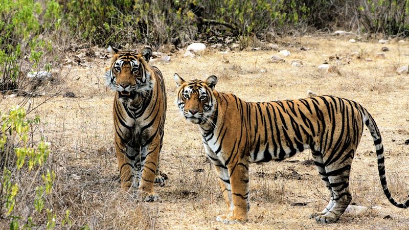 Sariska Tiger Reserve - Desert Edge Predators
