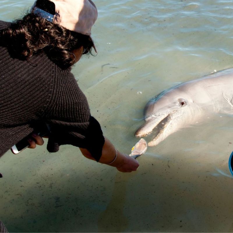 Monkey Mia, Australia - Hand-Fed Bottlenose Magic