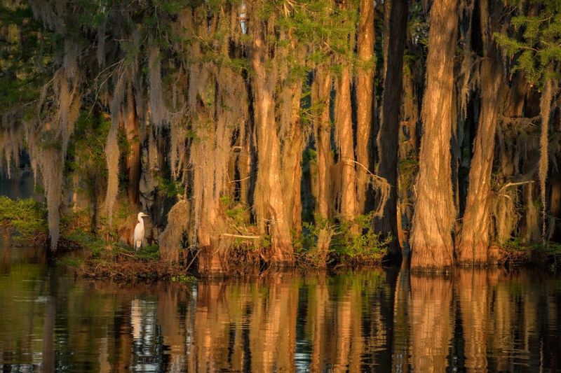 Louisiana: Atchafalaya Basin