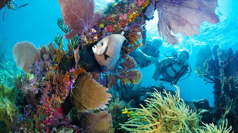 Coral Gardens