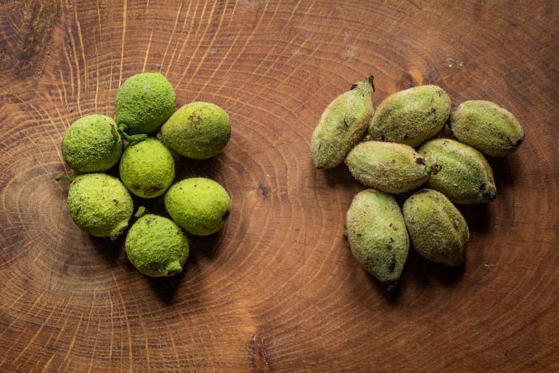 Green Walnuts
