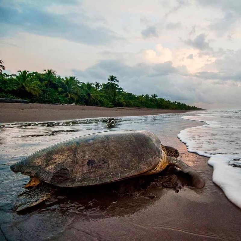 Tortuguero National Park, Costa Rica
