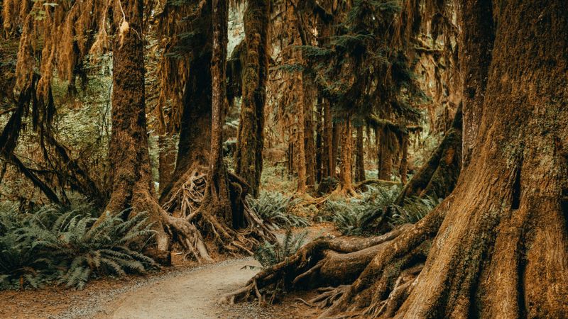 Hoh Rain Forest Trail, Olympic National Park