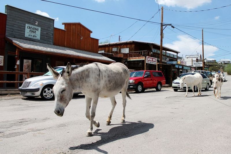 Oatman, Arizona: Wild Burro Territory