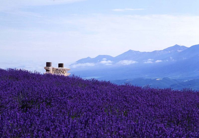 Lavender Fields of Hokkaido, Japan