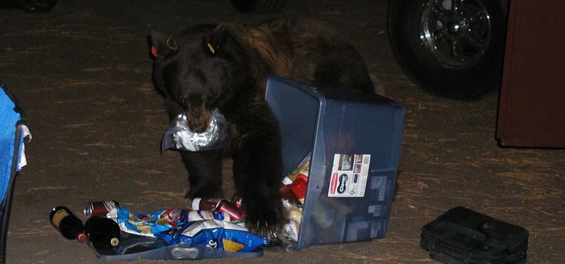 Ignore Bear Safety Protocols