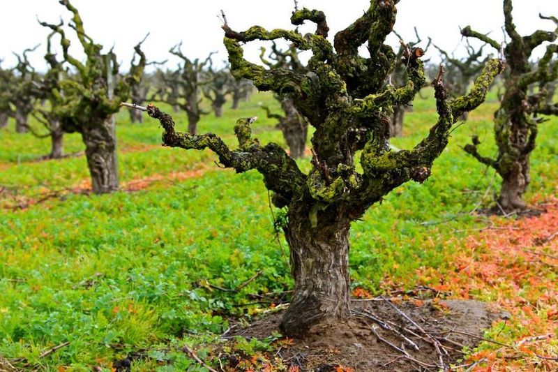 Lodi Wine Trail