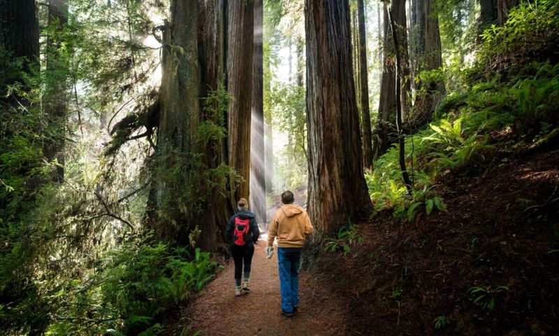 Guided Nature Hikes