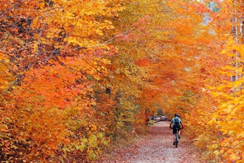 Foliage Fanaticism