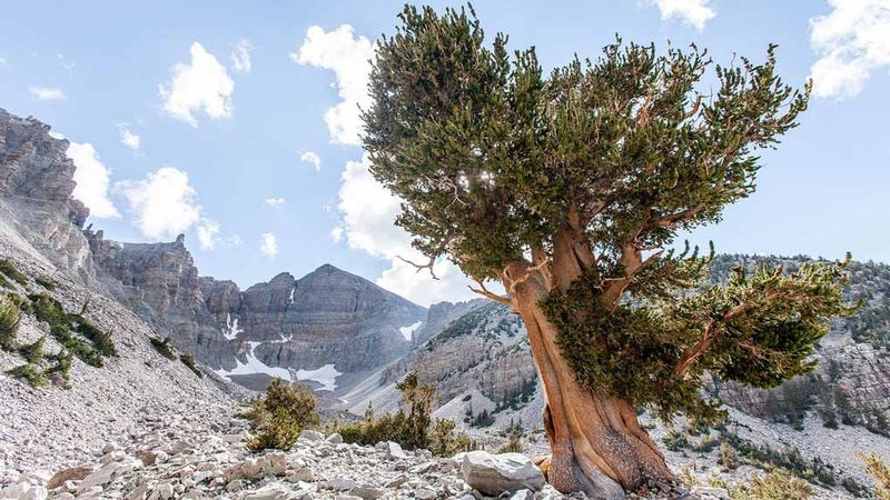 Great Basin National Park, Nevada
