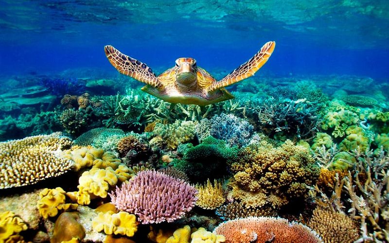 Great Barrier Reef, Australia