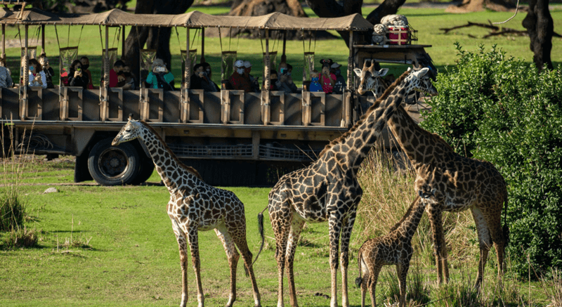 Interactive Animal Experiences at Animal Kingdom