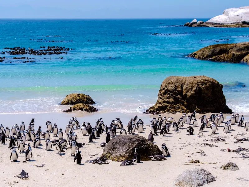 Boulders Beach, South Africa