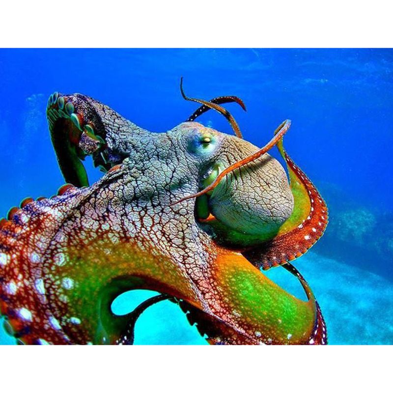 Octopus Art Installation