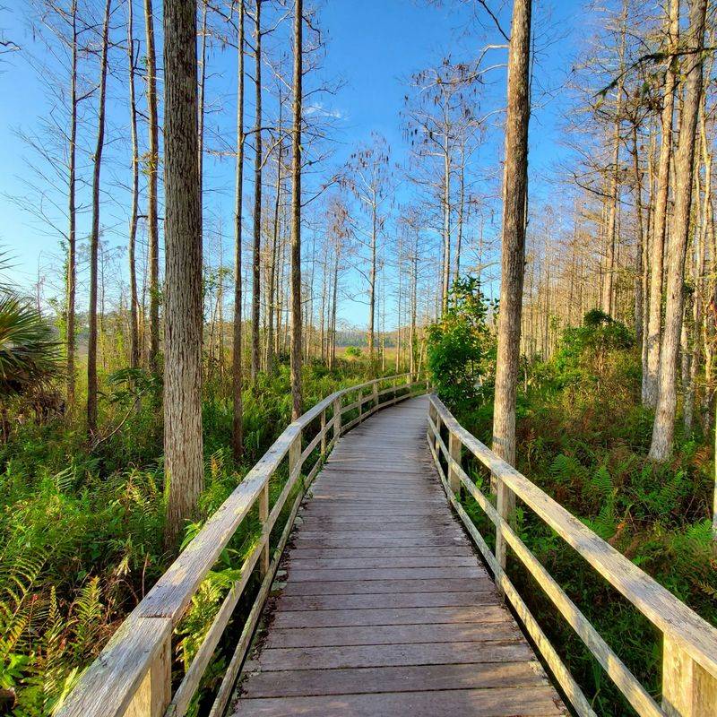 Six Mile Cypress Slough Preserve Showcases Natural Florida