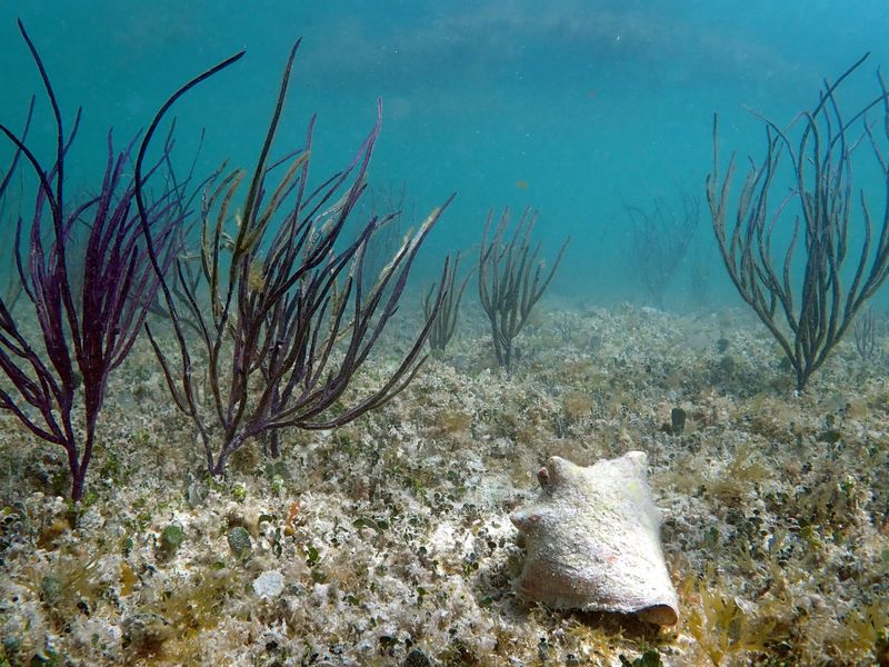 Conch Sound