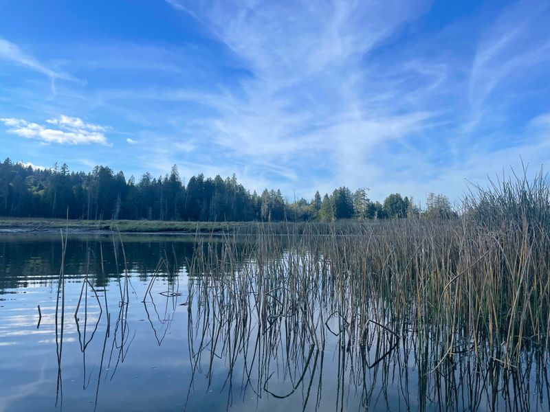 Purdy (Burley Lagoon, Puget Sound)