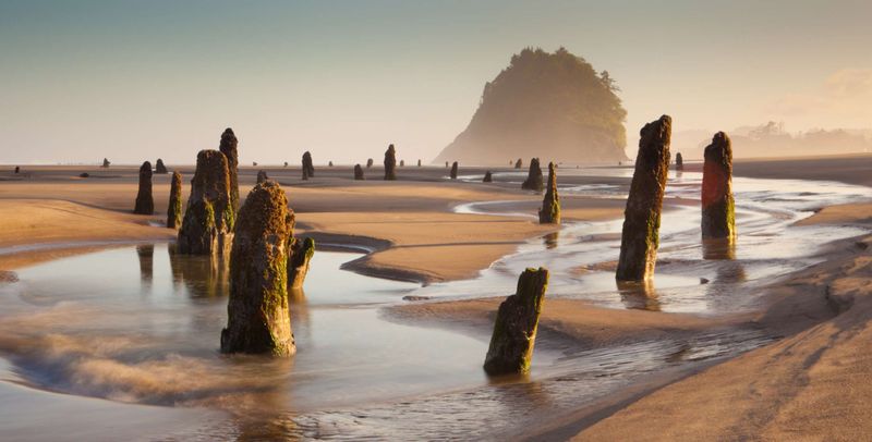Neskowin's Ghost Forest Mystery