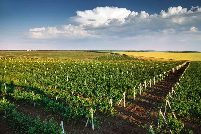 Moldova: Vineyard of Traditions