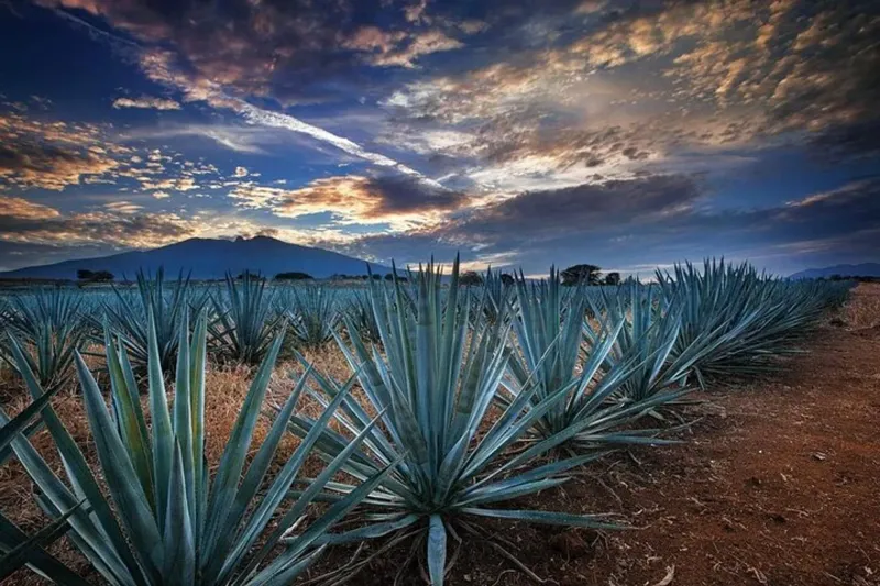 Guadalajara's Tequila Train Tours
